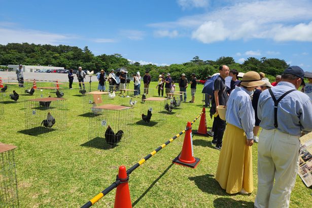 「ケッ、ケー、ケッ」美声競う　沖縄在来鶏「チャーン」30羽、うるま市で大会　