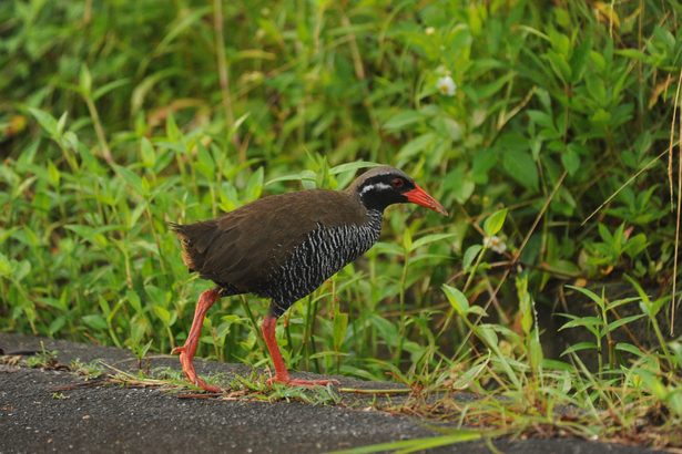 9月17日は「ヤンバルクイナの日」なぜできたの？　希少な動植物守るため制定＜ニュースはじめの一歩＞