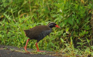 9月17日は「ヤンバルクイナの日」なぜできたの？　希少な動植物守るため制定＜ニュースはじめの一歩＞