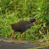 【動画】「キョキョキョキョー」新緑に響く声　ヤンバルクイナ、せっせと餌探し　きょう10日から愛鳥週間　沖縄