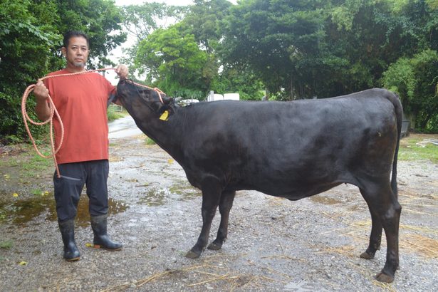 雌子牛の「せいか」、過去最高値に期待　“ゲノムモンスター”美百合の妹　今帰仁家畜市場　沖縄