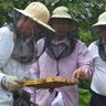 養蜂の技術、ラオスへ　現地の生産者ら大宜味を訪問　生産や加工を学ぶ　沖縄　