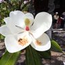 大輪の花　見頃　福州園のタイサンボク