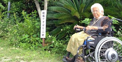 広島原爆の｢被爆アオギリ2世｣が花咲かす　伊江島わびあいの里　沖縄