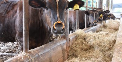 県内一の産地、八重山で子牛価格が下落　過去10年で最安　背景に飼料高や輸送費負担　沖縄