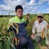半世紀ぶりに収穫、多良間の在来種「ウルチアワ」　東京農大と地元農家がタッグ　沖縄