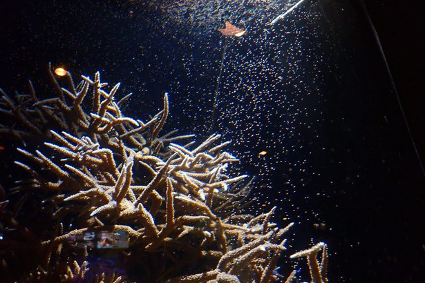 神秘的、桃色のカプセル次々と　日中にサンゴの産卵　「累代繁殖」世界初　沖縄・美ら海水族館