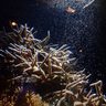 神秘的、桃色のカプセル次々と　日中にサンゴの産卵　「累代繁殖」世界初　沖縄・美ら海水族館