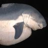 ホホジロザメ生まれてすぐ「一皮むける」　沖縄美ら島財団が学術誌に論文　謎の白い膜は皮膚