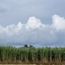 サトウキビ収穫量、10％減の66万トン　台風被害が深刻、少雨も影響　4年ぶり70万トン下回る　23年産