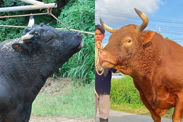 沖縄慰霊の日大闘牛大会　ひとり親世帯・子ども食堂を支援　23日午後1時、うるま石川ドーム