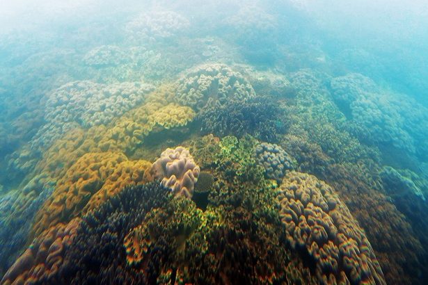 那覇港近くにもサンゴがこんなに！国内初の「ブルーカーボン・クルーズ」で出会える世界　沖縄