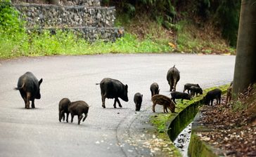 「イノブタ」か　農道に14頭　交雑で生態系に影響も　沖縄・東村