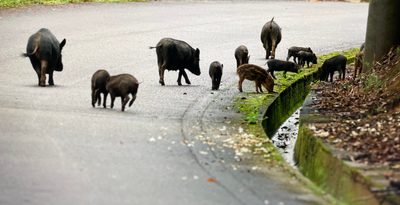「イノブタ」か　農道に14頭　交雑で生態系に影響も　沖縄・東村