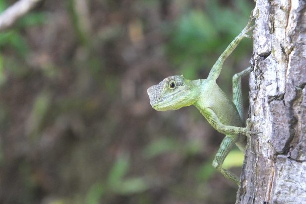 児童が近所でキノボリトカゲを見つけた確率は?　生き物いっせい調査　沖縄