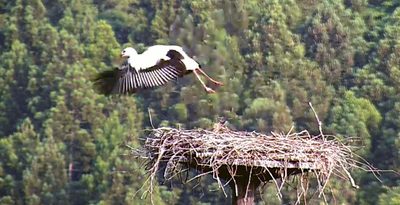 ＜はと笛＞コウノトリ巣立ち