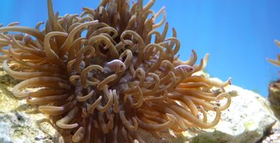 シライトイソギンチャクの繁殖個体、世界初展示　美ら海水族館　沖縄　