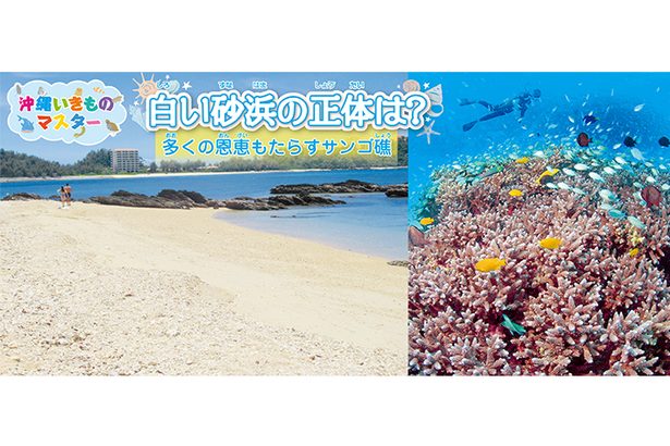 〈沖縄いきものマスター〉白い砂浜の正体は？　多くの恩恵もたらすサンゴ礁