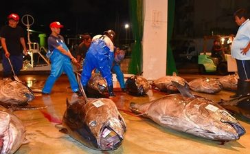 マグロの漁獲量　県追加割り当て　枠内に収まる　沖縄