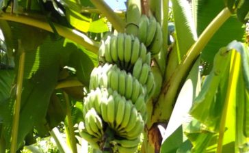 ビックリ巨大化　バナナの木　手届かず100本未収穫　通常の2倍「５メートル超」に　豊見城・大城さんの畑　沖縄