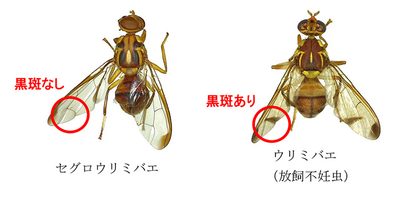 セグロウリミバエ寄生確認　拡大阻止へ防除急務　識者「被害、ウリミバエと同程度」　沖縄