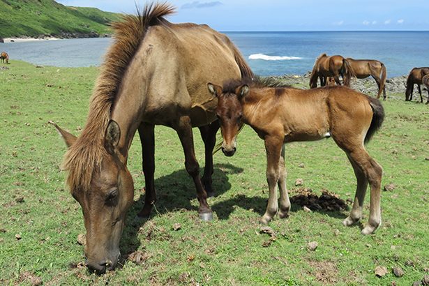 沖縄在来馬を知る・見る・触れる　夏休み親子牧場体験