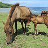 沖縄在来馬を知る・見る・触れる　夏休み親子牧場体験