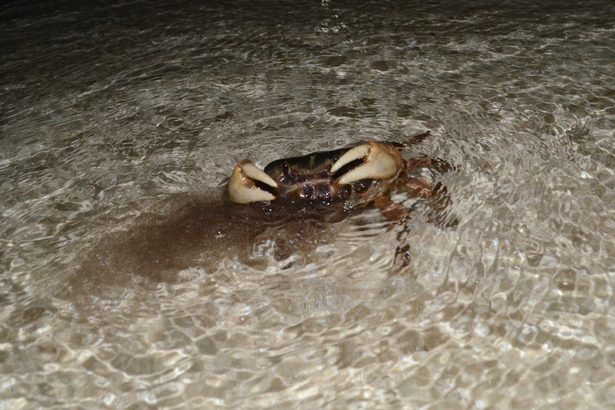 【動画あり】命がけ　月夜に体震わせ幼生放出　オカガニ、宮古・池間島の海辺で　沖縄