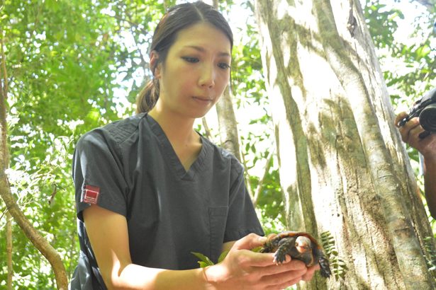 重傷ヤマガメ森に帰る　国頭・辺野喜　獣医師ら保護