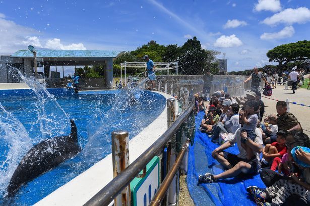 水しぶき、「涼」お届け　沖縄・海洋博公園でイルカショー