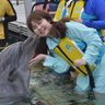 イルカと泳ぎたい　夢かなう　恩納　病と闘う　神奈川の１７歳西脇さん「メイク・ア・ウィッシュ」が支援
