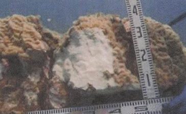 損傷サンゴの移植継続へ　沖縄・辺野古　環境監視委が了承