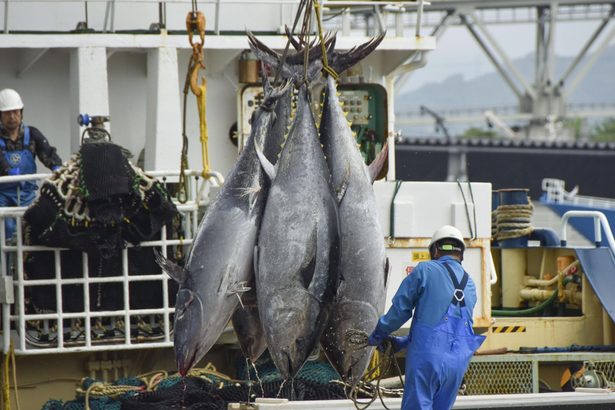 大型マグロ漁獲枠１．５倍　日本８４２１トン　資源回復、小型１０％増