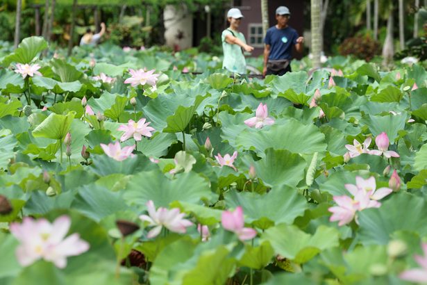 ハス　ひとときの涼　東南植物楽園で見頃