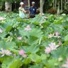 ハス　ひとときの涼　東南植物楽園で見頃