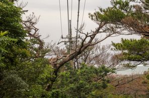 松くい虫被害、2年で49倍　倒木など二次被害懸念も　久米島　沖縄
