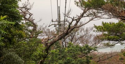 松くい虫被害、2年で49倍　倒木など二次被害懸念も　久米島　沖縄