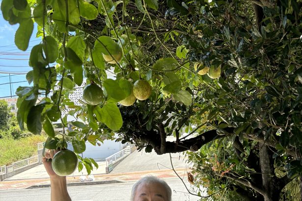 沖縄市、パッションフルーツ　民家でたわわに実る