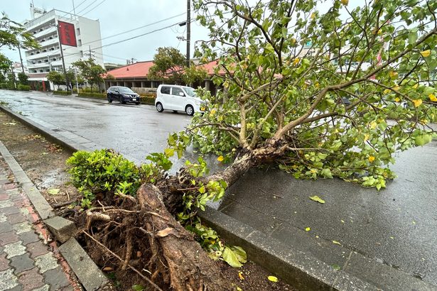 電柱折れ、倒木も　台風3号「ここ最近で一番強かった」　八重山、宮古で爪痕　沖縄