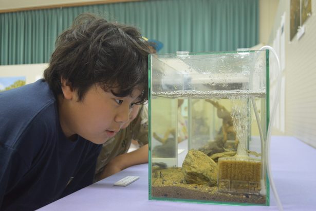 やんばるで学び 知る　マングローブに住むのは誰　東村・山と水の生活博で企画展　沖縄