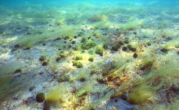 絶滅危惧の藻「クビレミドロ」面積最小　沖縄・泡瀬地区で23年度　環境監視委で報告