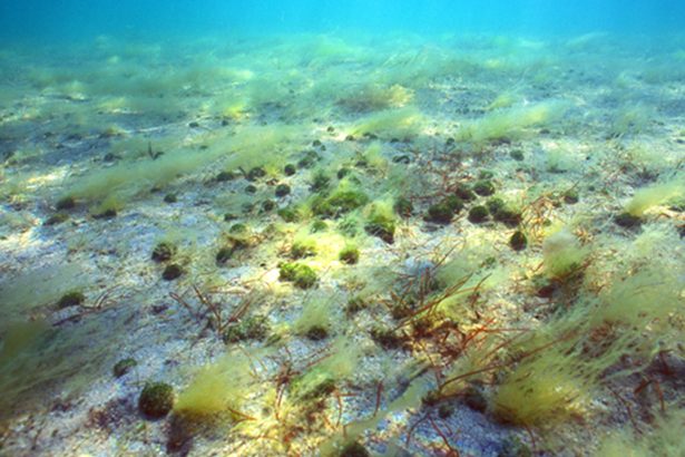 絶滅危惧の藻「クビレミドロ」面積最小　沖縄・泡瀬地区で23年度　環境監視委で報告