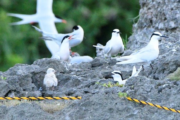 ＜記者コラム＞鳥の沼にはまる　池田哲平（北部報道グループ）