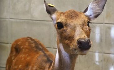 脱走シカたない？　土砂崩れで隙間　沖縄こどもの国が原因報告