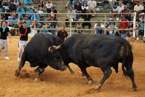 心美花形が中量級新王者に　15戦全勝の黒獣王を下す　夏の全島闘牛大会、会場熱気