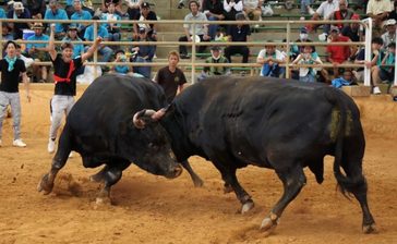 心美花形が中量級新王者に　15戦全勝の黒獣王を下す　夏の全島闘牛大会、会場熱気