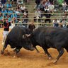 心美花形が中量級新王者に　15戦全勝の黒獣王を下す　夏の全島闘牛大会、会場熱気