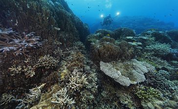 サンゴの白化で大浦湾側の移植を中断　防衛局、護岸工事は続行　辺野古新基地建設　沖縄