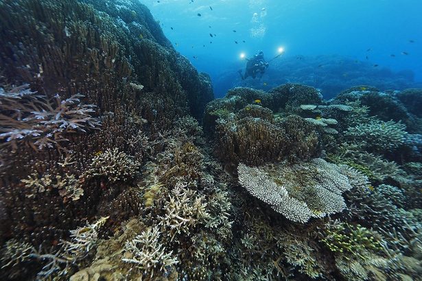 サンゴの白化で大浦湾側の移植を中断　防衛局、護岸工事は続行　辺野古新基地建設　沖縄