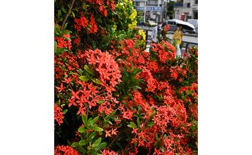 「秋」の始まりだけど…厳しい暑さ続く　花も太陽に負けぬ赤　きょう7日「立秋」　沖縄